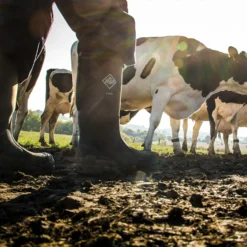 Muck Boots Chore Classic Safety Wellington Boots Green (Sizes 4-15) -Deus Shop 23385 38379 b9 3